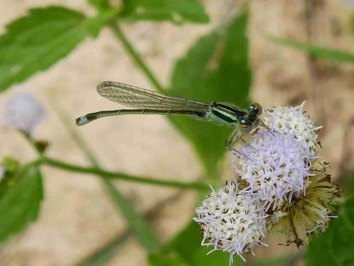 Réf. 209 316 : Ischnura senegalensis